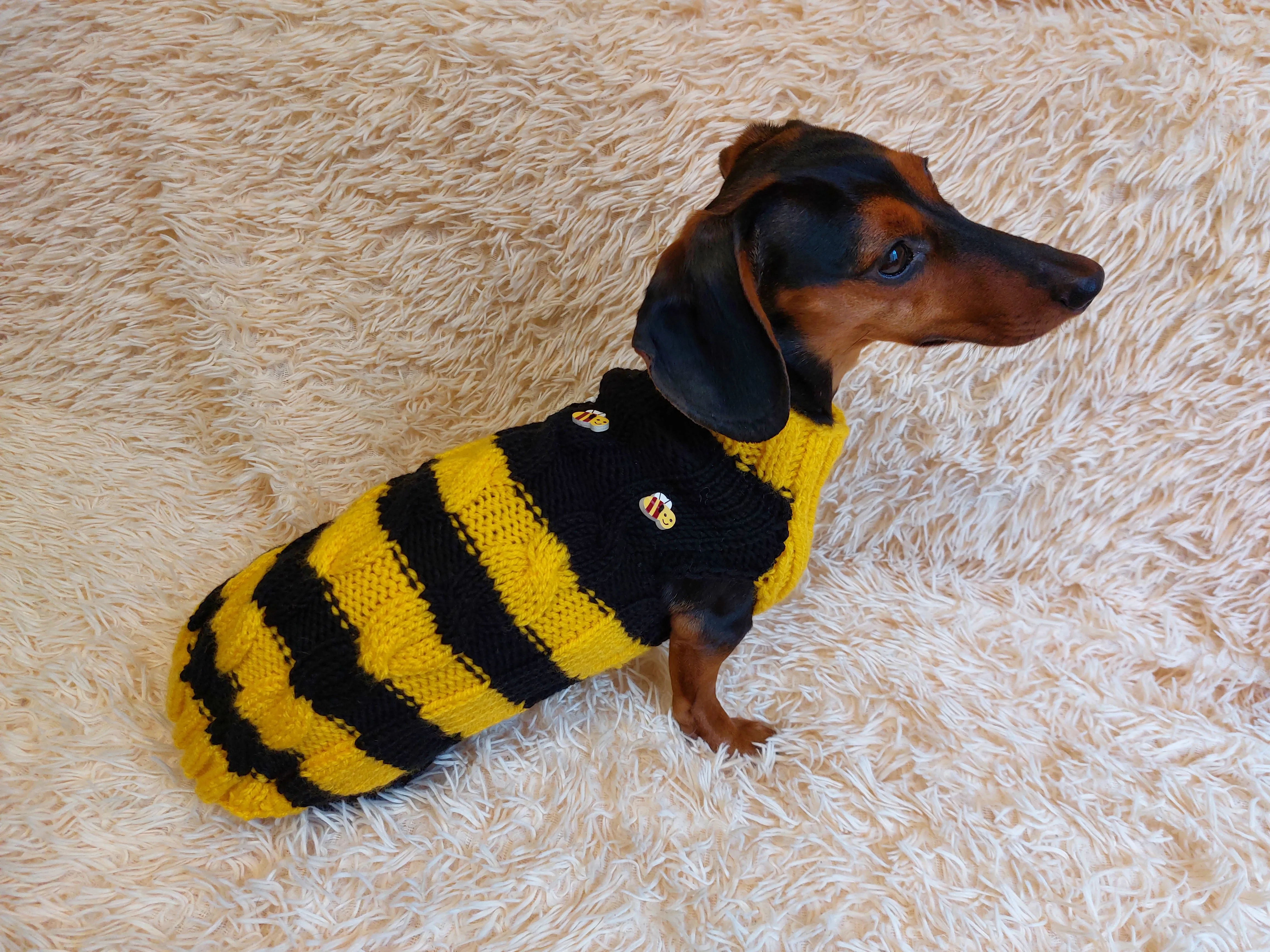 Bee knitted jumper for pets, bee sweater for dog, dachshund bee dog sweater